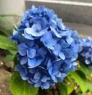 みりん【反映に時差・通知不良中です…】の画像