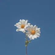 R¨̮の画像