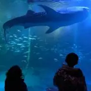 ちびすけ