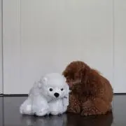 ウシの画像