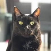 にゃーす