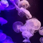 vanteの画像