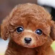 フラスカティ