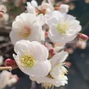 まりんの画像