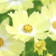 Ｋ.の画像