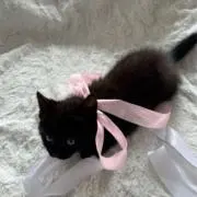 かな⚠︎︎プロフ必読⚠︎︎の画像