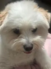 めめこ様