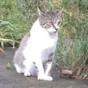 あや