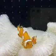 カクレクマノミ