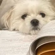 あの画像