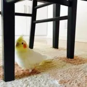 ことりの画像