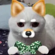 しにー
