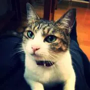 あや