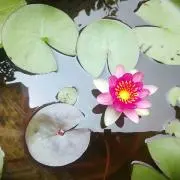 mamakoの画像