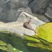 siroの画像