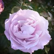 さやえんどうの画像