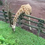 けん