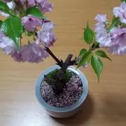 tsuguminの画像