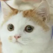 ‪^. ̫.^‬の画像