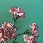 saaの画像