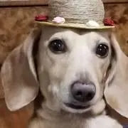 サリーの画像