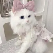 天の川あかねの画像