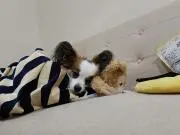 ぺろすけ