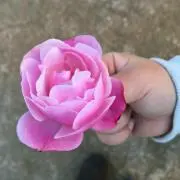 Ｔaaa