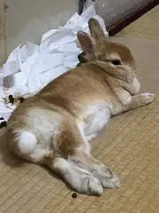 うさぎ