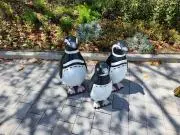 サキの画像