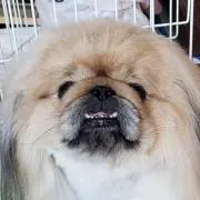 ちび助