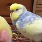 莉灯の画像