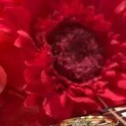 haの画像