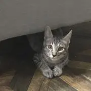 ななの画像