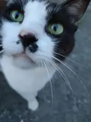YUKI