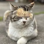 しの画像