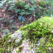 正直本舗の画像