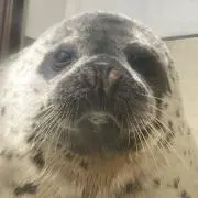はるちゃんの画像