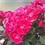 ちょろたんの画像