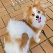 あおいの画像