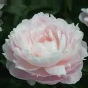 ユウキ♡