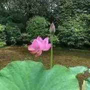 くるりの画像