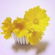 minimaruru♡