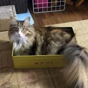 おおちゃんの画像