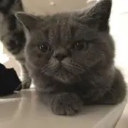 ぽんぽん教の画像