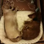 パオ吉