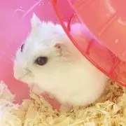 ちゅちゅ(*´ㅈ`*)
