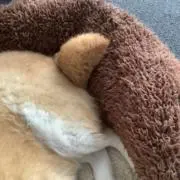 柴犬のしっぽの画像