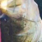ニヤニヤさん