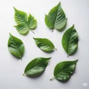 パールキアの画像